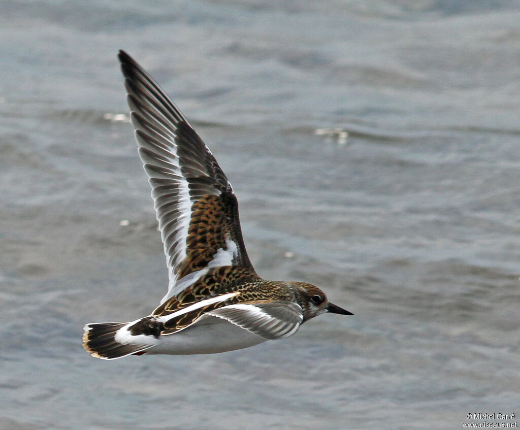 Ruddy Turnstone