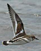 Ruddy Turnstone