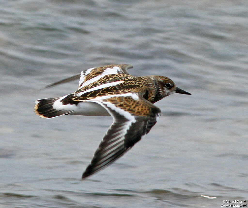 Ruddy Turnstone