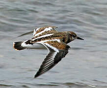 Ruddy Turnstone