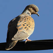 European Turtle Dove