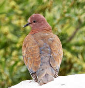 Laughing Dove