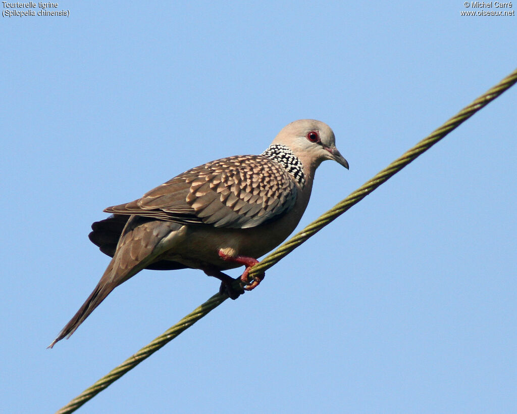 Spotted Dove