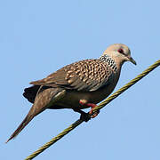 Spotted Dove