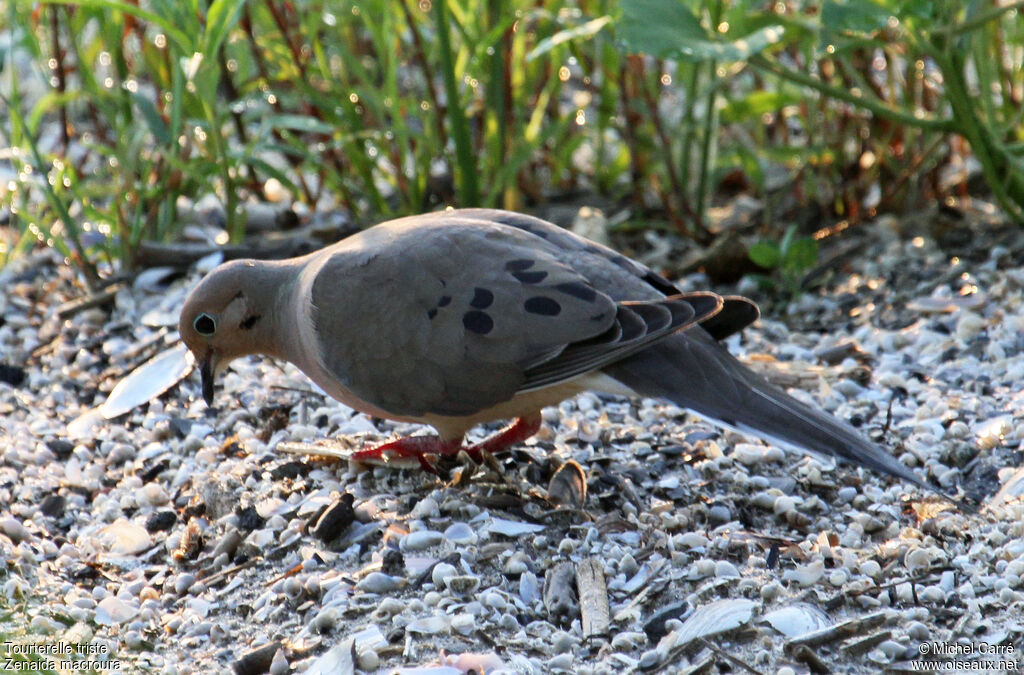 Mourning Doveadult