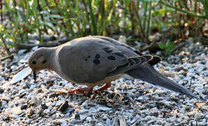 Mourning Dove