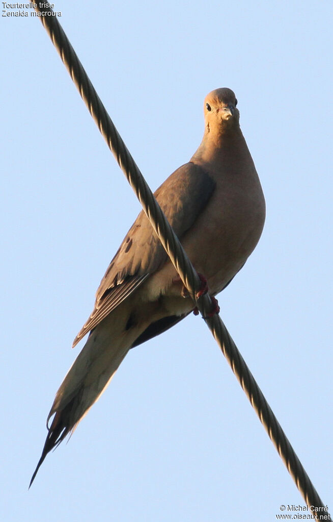 Mourning Doveadult