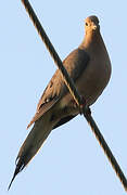 Mourning Dove