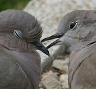 Eurasian Collared Dove