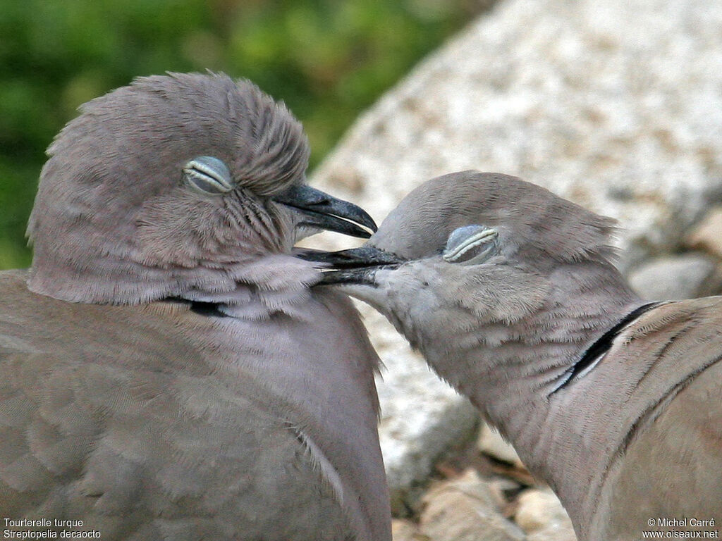 Eurasian Collared Dove, Behaviour