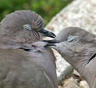 Eurasian Collared Dove