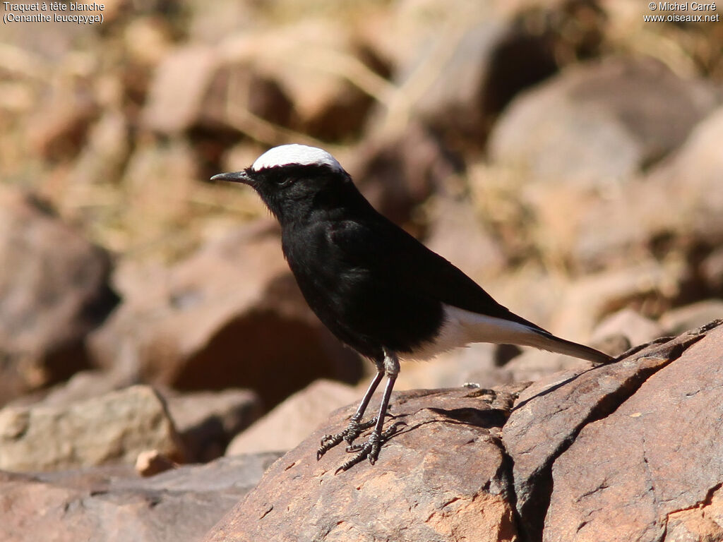 White-crowned Wheatearadult