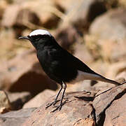 White-crowned Wheatear