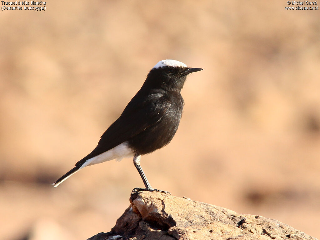 White-crowned Wheatearadult