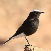 White-crowned Wheatear