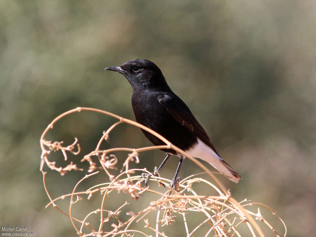 White-crowned WheatearSecond year, pigmentation