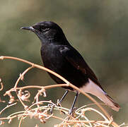 White-crowned Wheatear