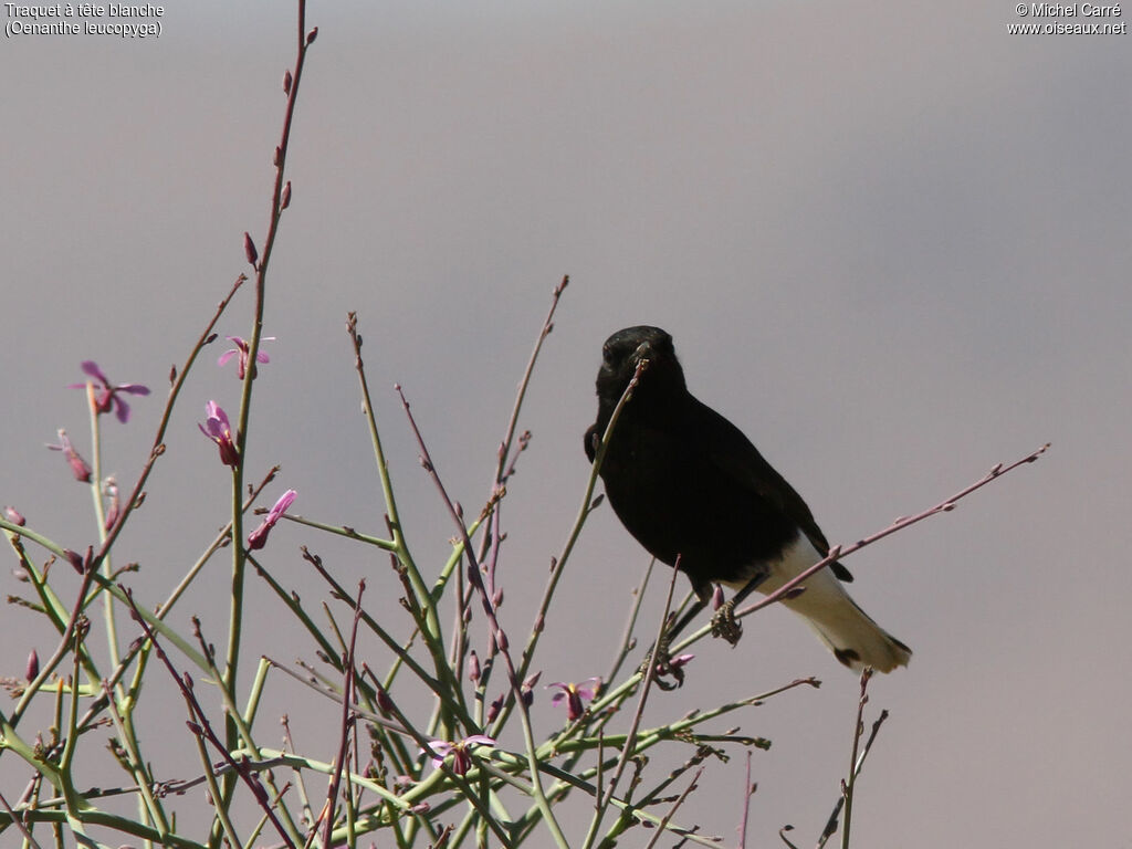 White-crowned WheatearFirst year