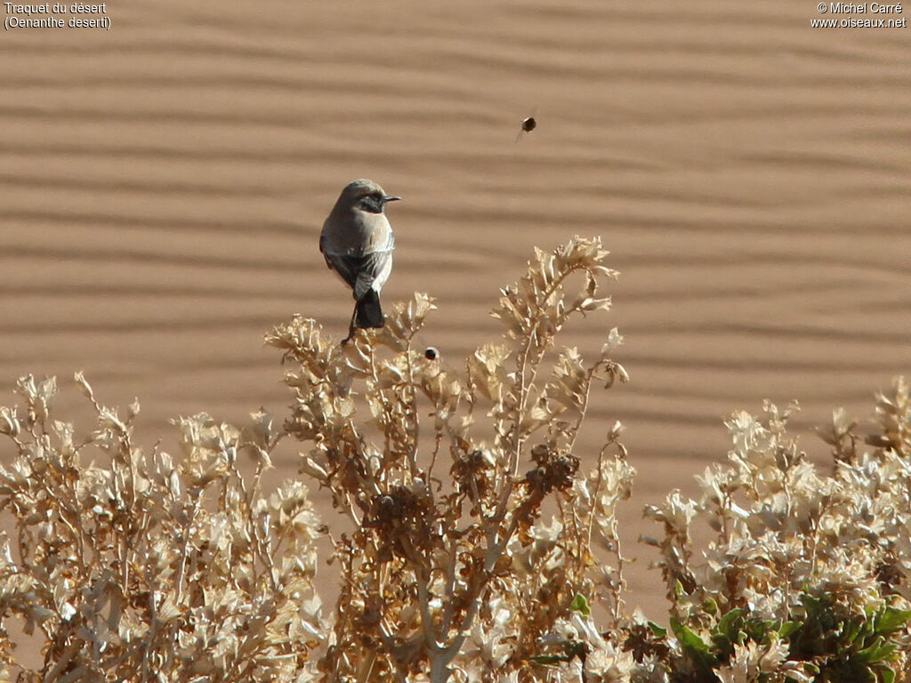 Desert Wheatear male