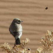 Desert Wheatear