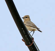 Isabelline Wheatear