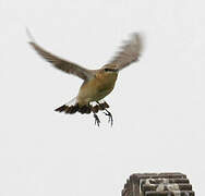 Northern Wheatear