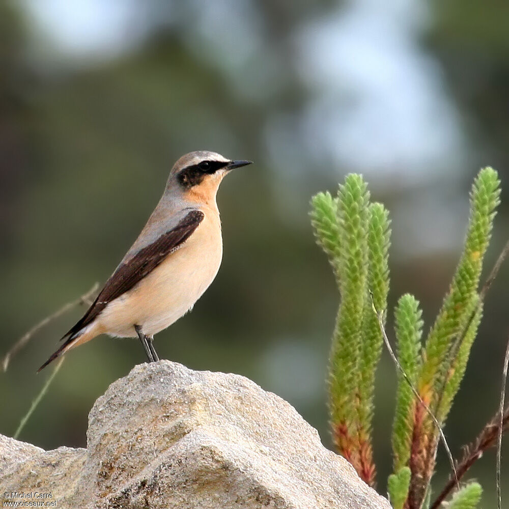 Northern Wheatear male adult breeding