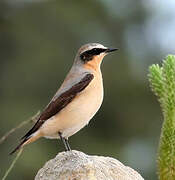 Northern Wheatear