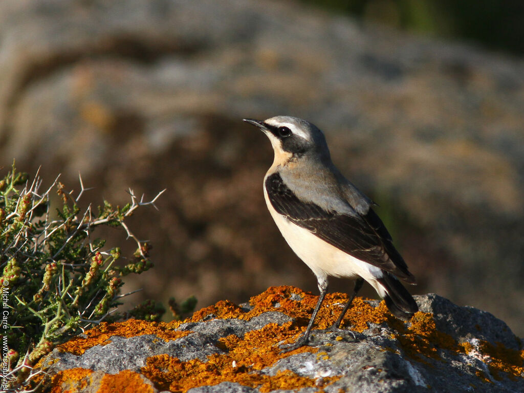 Northern Wheatear male adult breeding