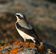 Northern Wheatear