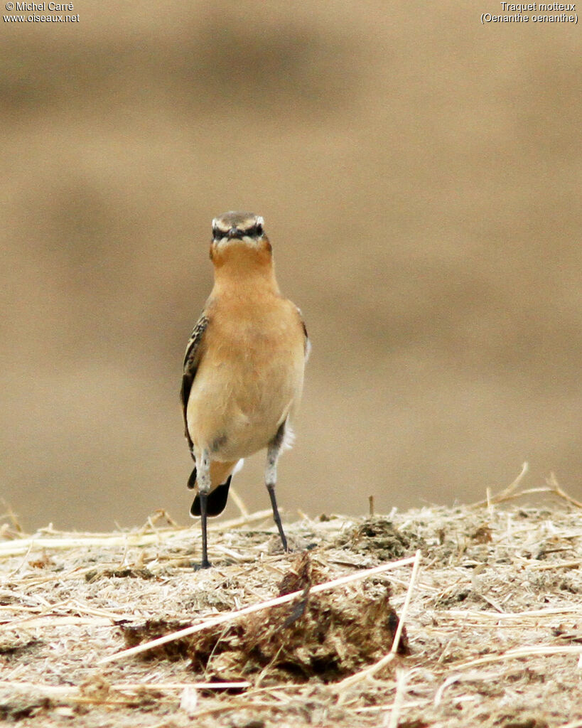 Northern Wheatear male adult