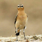 Northern Wheatear