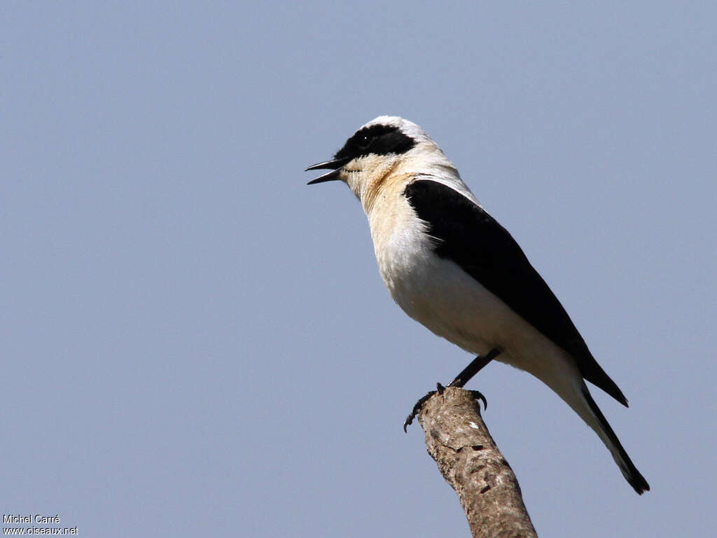 Eastern Black-eared Wheatear male adult breeding, pigmentation, song