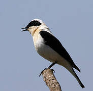 Eastern Black-eared Wheatear