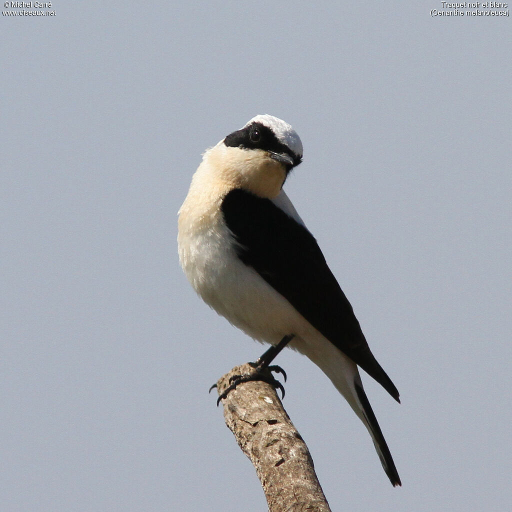 Eastern Black-eared Wheatear male adult, identification