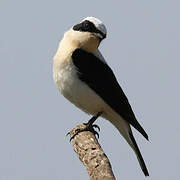 Eastern Black-eared Wheatear