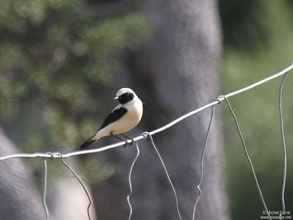 Western Black-eared Wheatear male adult