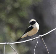 Black-eared Wheatear