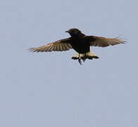 Black Wheatear