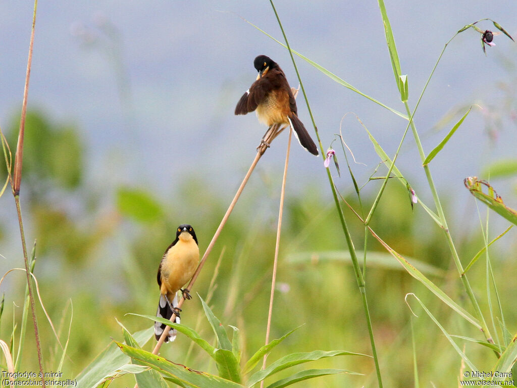 Black-capped Donacobius 