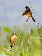 Black-capped Donacobius