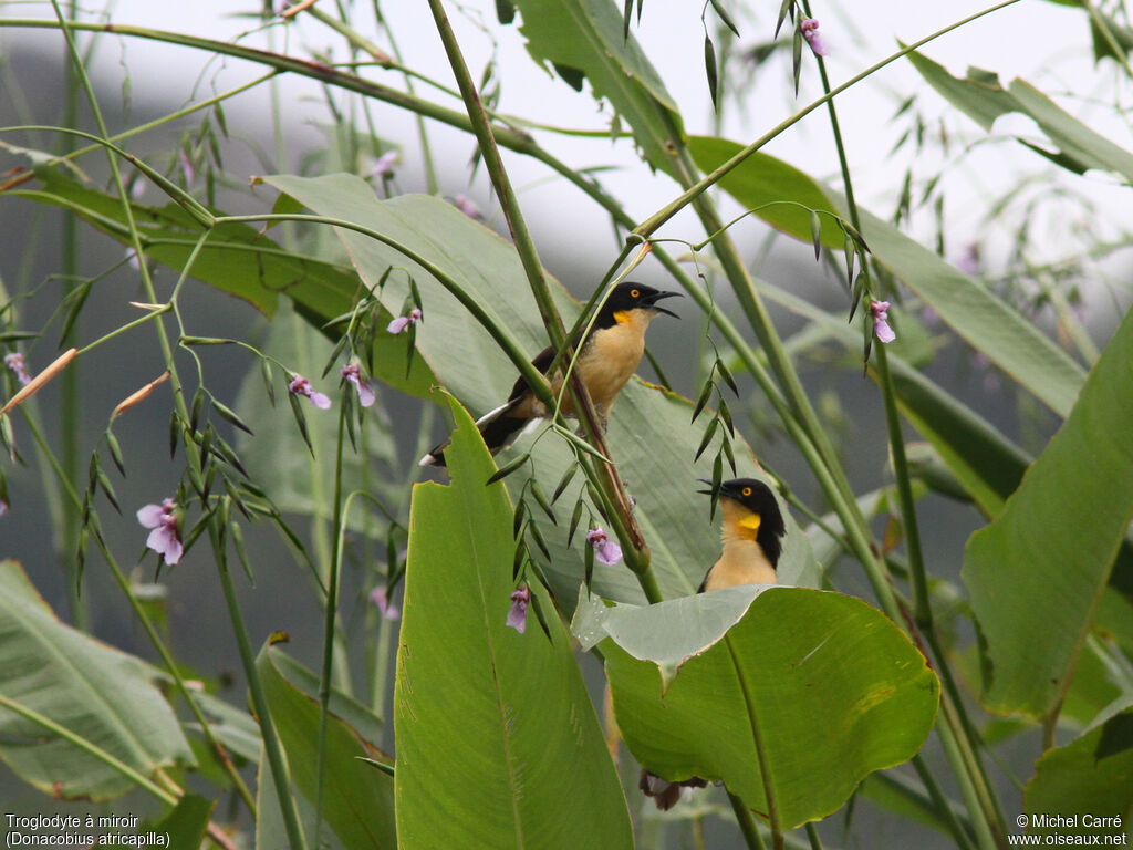 Black-capped Donacobius , identification, close-up portrait, aspect