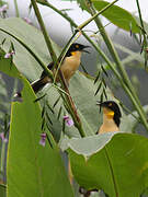 Black-capped Donacobius