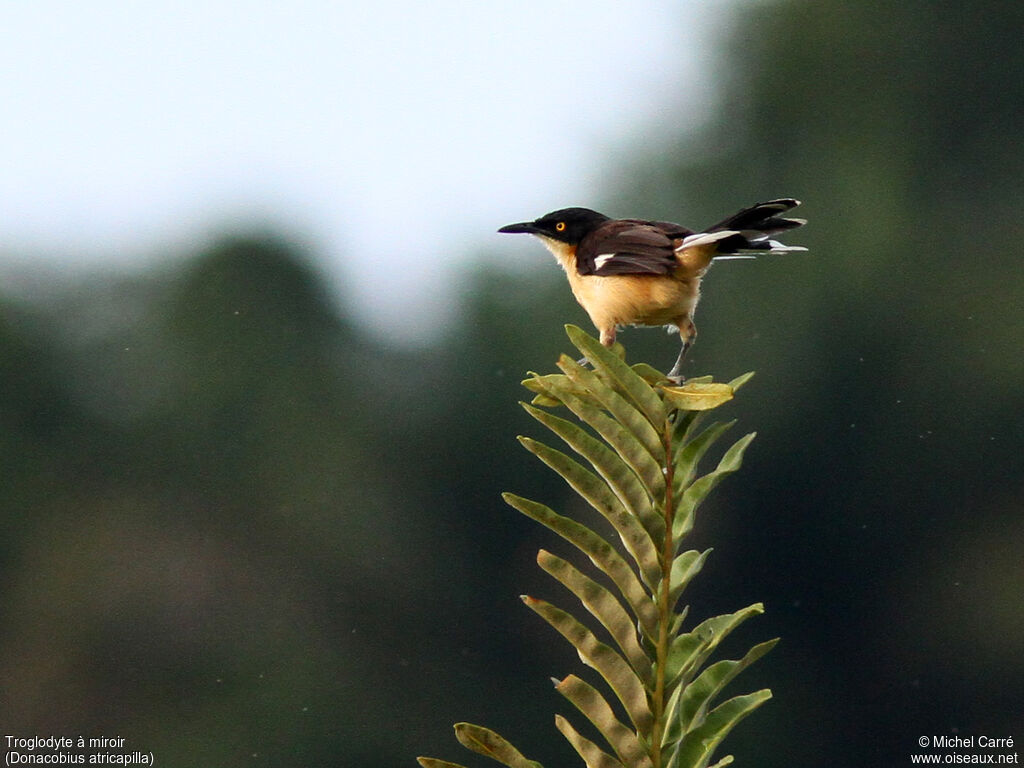 Black-capped Donacobius, identification