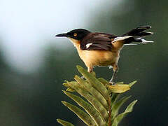 Black-capped Donacobius