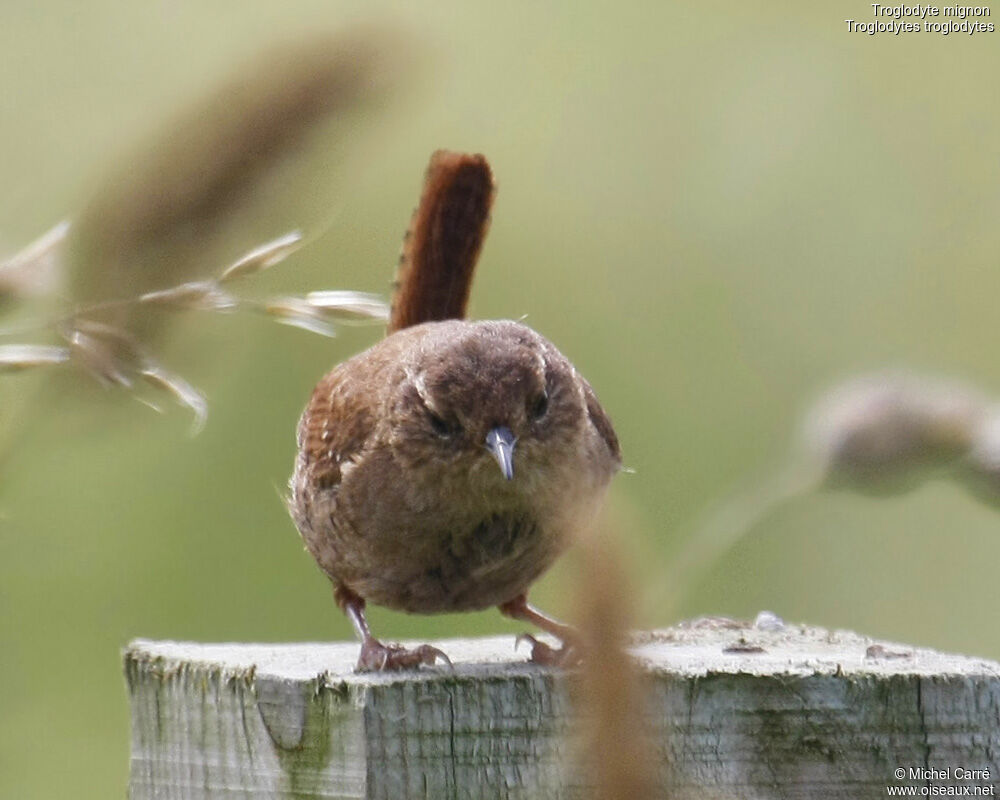 Troglodyte mignon