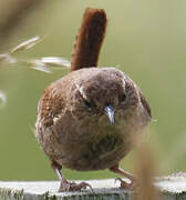 Eurasian Wren