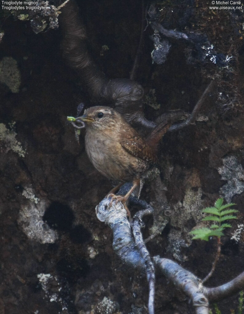 Troglodyte mignon