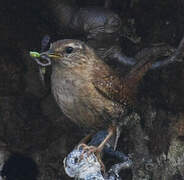 Eurasian Wren