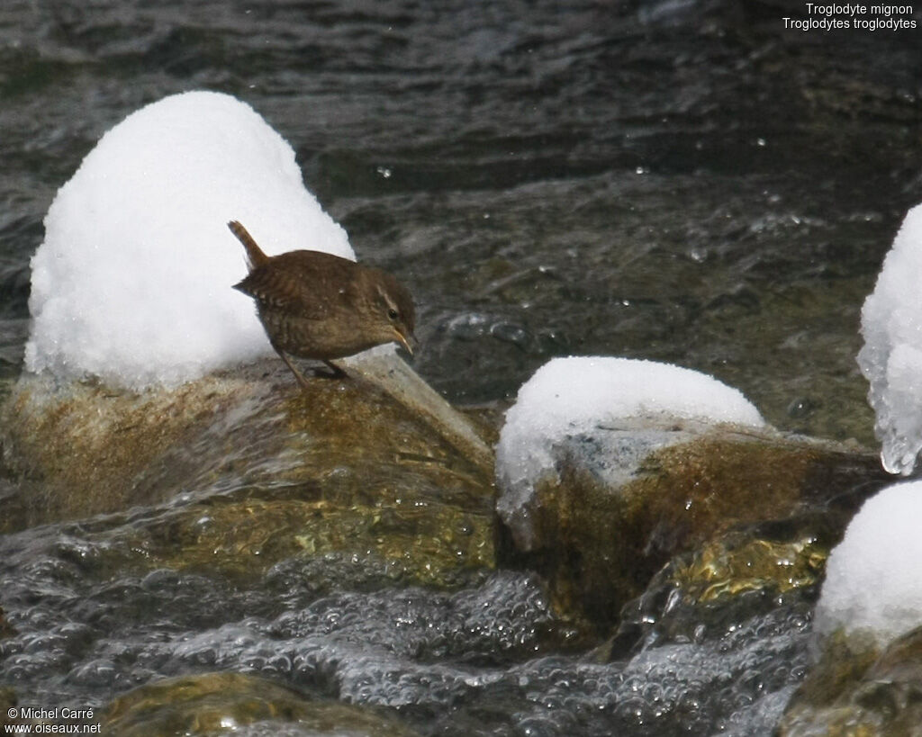 Eurasian Wren